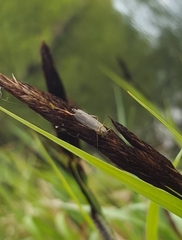 Diptera