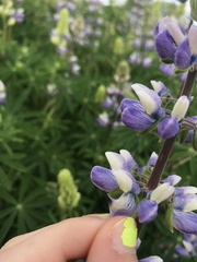 Lupinus nootkatensis