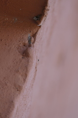 Euophrys melanoleuca