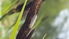 Diptera