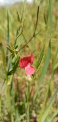 Lathyrus cicera
