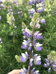 Lupinus nootkatensis