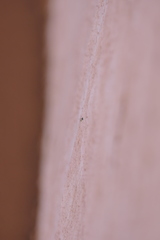 Euophrys melanoleuca