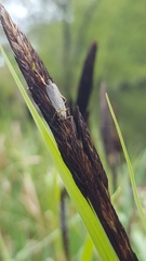 Diptera