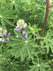 Lupinus nootkatensis