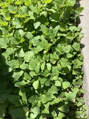 Chenopodium album