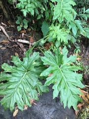 Philodendron dressleri