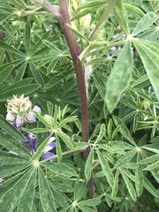 Lupinus nootkatensis