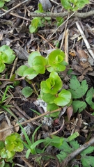 Lysimachia nummularia