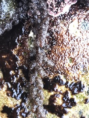 Callithamnion pikeanum