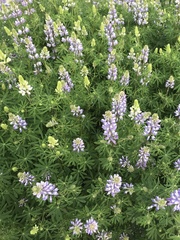 Lupinus nootkatensis
