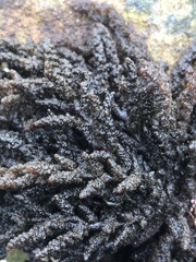 Callithamnion pikeanum