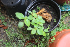 Parietaria officinalis