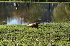 Tadorna ferruginea