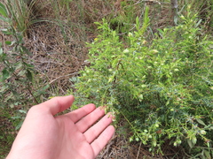 Juniperus navicularis