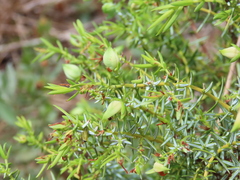 Juniperus navicularis