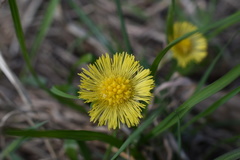 Tussilago farfara