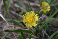 Tussilago farfara