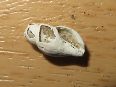 Propebela turricula
