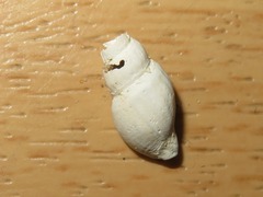 Propebela turricula