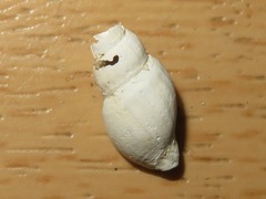 Propebela turricula