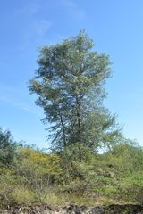 Schinopsis lorentzii