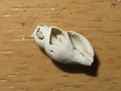 Propebela turricula