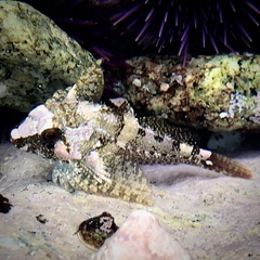 Oligocottus rubellio