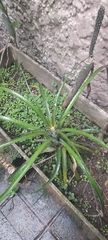 Ananas comosus microstachys
