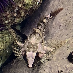 Oligocottus rubellio