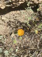 Sphaeralcea coulteri
