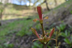Acer platanoides