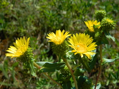 Grindelia howellii