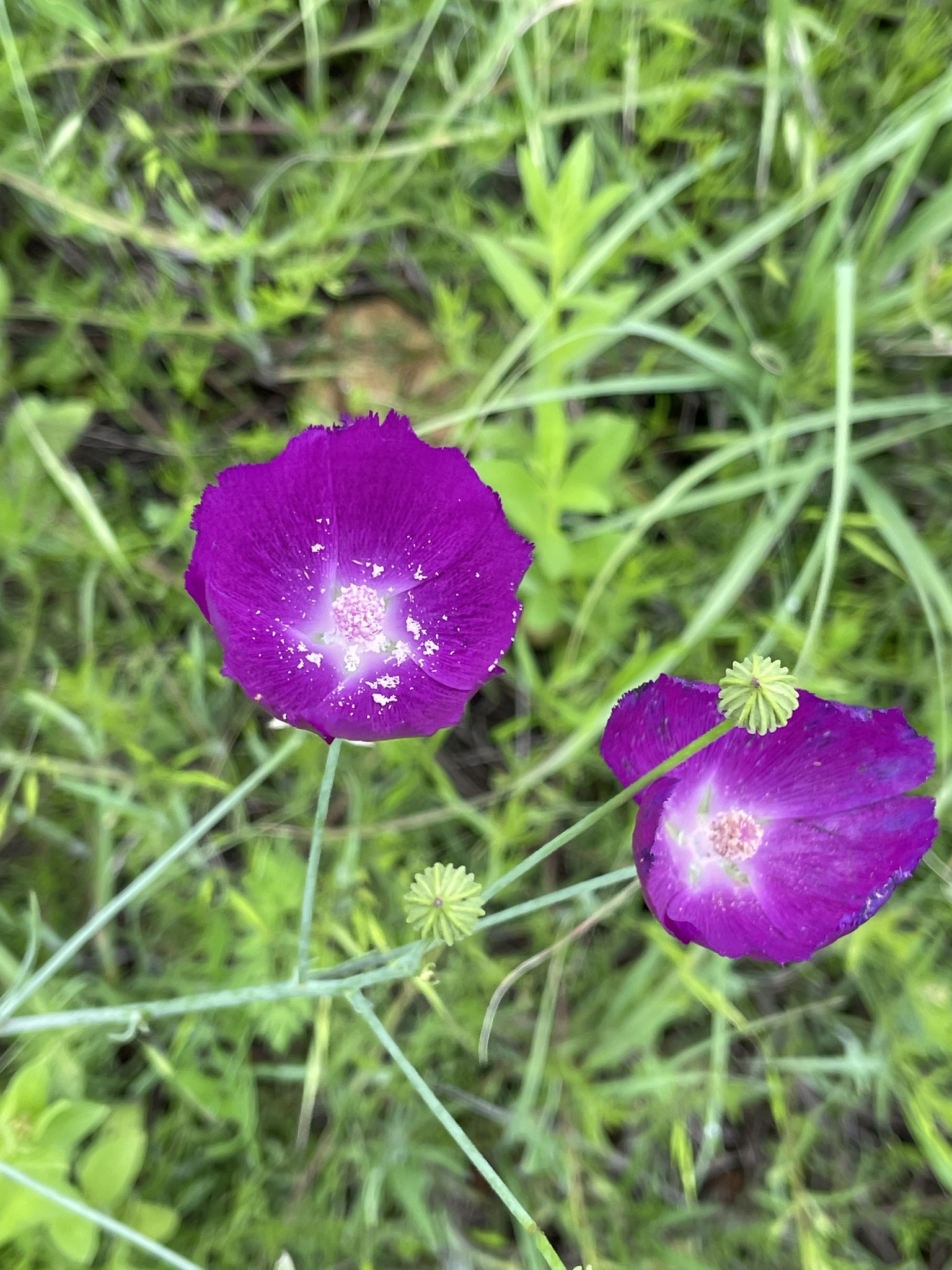 Callirhoe pedata