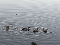 Lophonetta specularioides