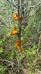 Phragmidium mucronatum