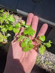 Morus alba