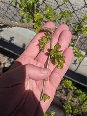 Morus alba