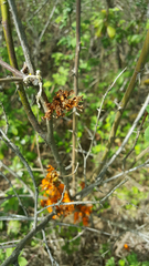 Phragmidium mucronatum