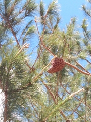 Cronartium conigenum