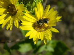 Grindelia howellii