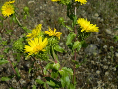 Grindelia howellii
