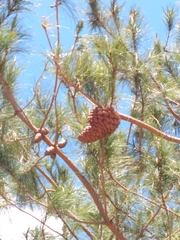 Cronartium conigenum