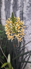 Epidendrum melinanthum