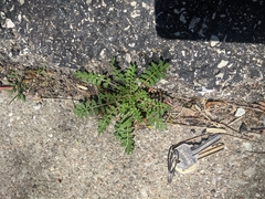 Brassicaceae