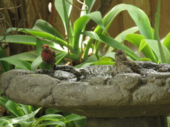 Haemorhous mexicanus