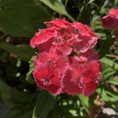 Dianthus