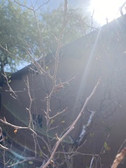 Polistes arizonensis