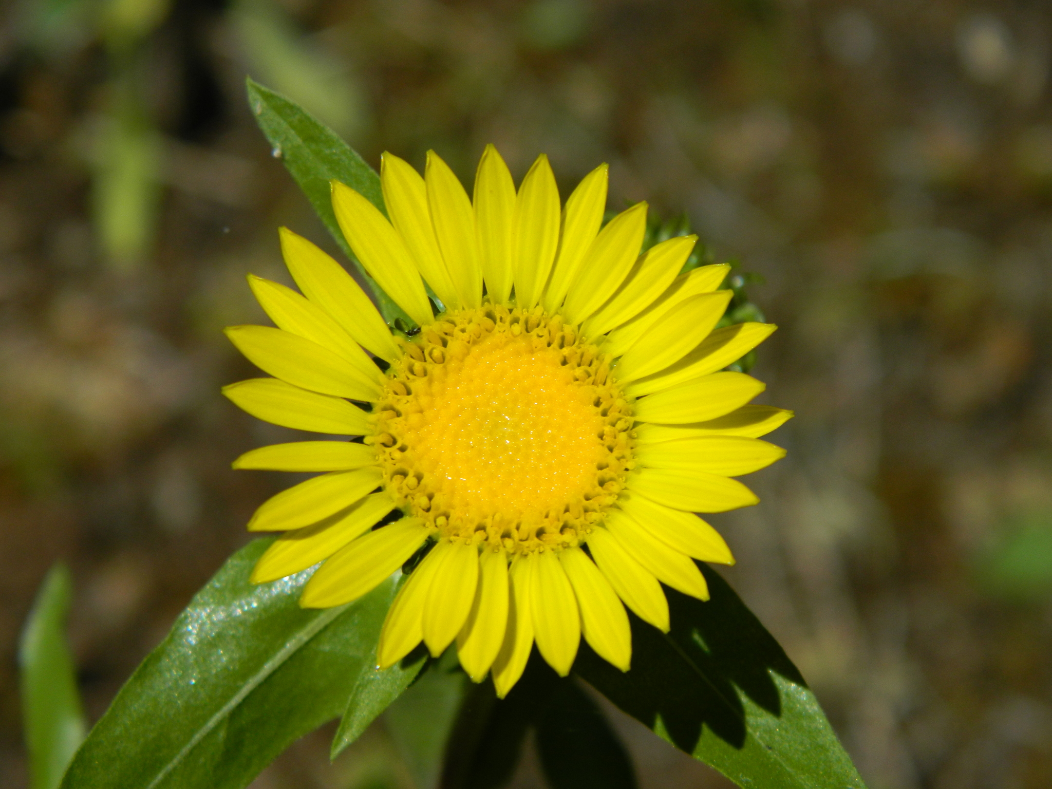 Grindelia howellii