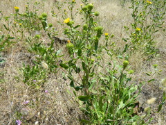 Grindelia howellii
